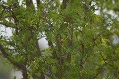 Gleditsia triacanthos