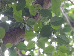 Elaeodendron croceum