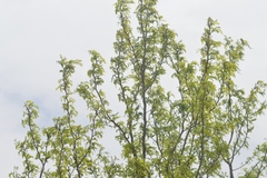 Gleditsia triacanthos