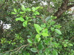 Apodytes dimidiata dimidiata