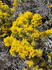 Ericameria laricifolia