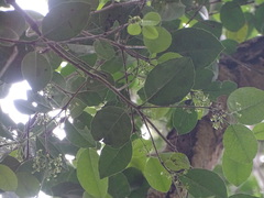 Elaeodendron croceum