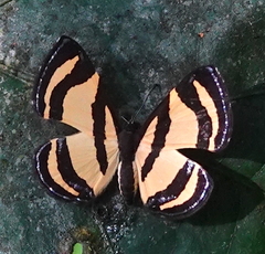 Baeotis staudingeri