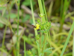 Pyrophaena granditarsis