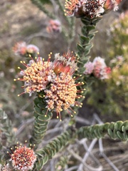 Leucospermum truncatulum