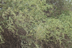Lycium boerhaviifolium