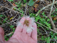 Gerbera cordata