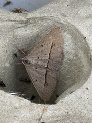 Isturgia penthearia