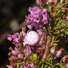 Thomisus citrinellus