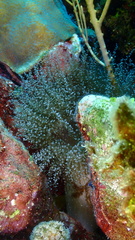 Laviactis lucida