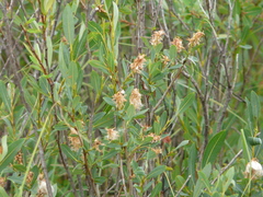 Salix pedicellaris