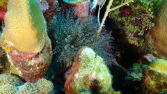 Laviactis lucida