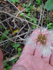Gerbera cordata