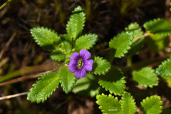Stemodia verticillata