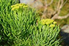 Hymenolepis crithmifolia