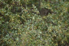 Lycium boerhaviifolium