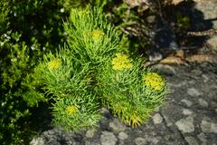 Hymenolepis crithmifolia