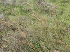 Themeda triandra