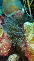 Laviactis lucida