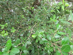 Apodytes dimidiata dimidiata