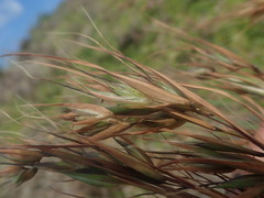 Themeda triandra