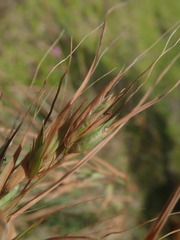 Themeda triandra