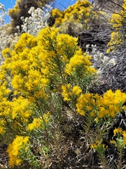 Ericameria laricifolia
