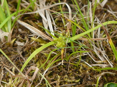 Carex conoidea