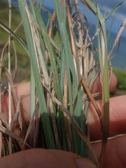 Themeda triandra