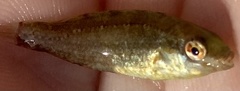 Symphodus cinereus