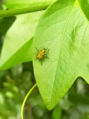 Diphucephala