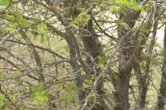 Gleditsia triacanthos