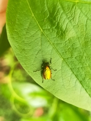 Diphucephala