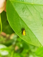 Diphucephala