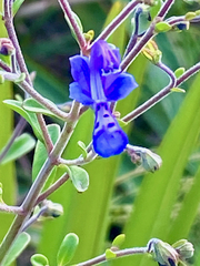 Trichostema suffrutescens