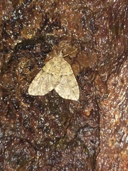 Polyclysta hypogrammata