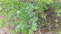 Sclerocarya birrea caffra