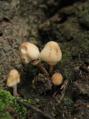 Candolleomyces tuberculatus