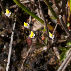 Utricularia