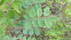Sclerocarya birrea caffra