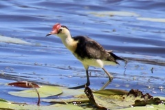 Irediparra gallinacea