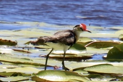Irediparra gallinacea
