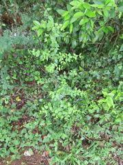 Gentianales