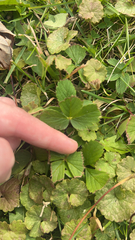 Fragaria × ananassa
