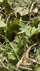 Formica pallidefulva