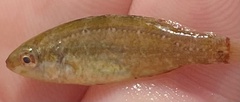 Symphodus cinereus