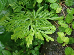 Selaginella delicatula