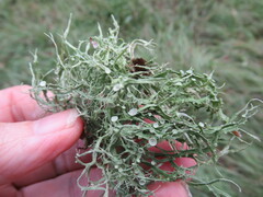 Ramalina complanata