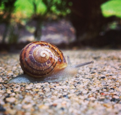 Cornu aspersum
