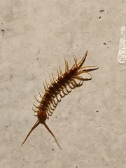 Lithobius variegatus